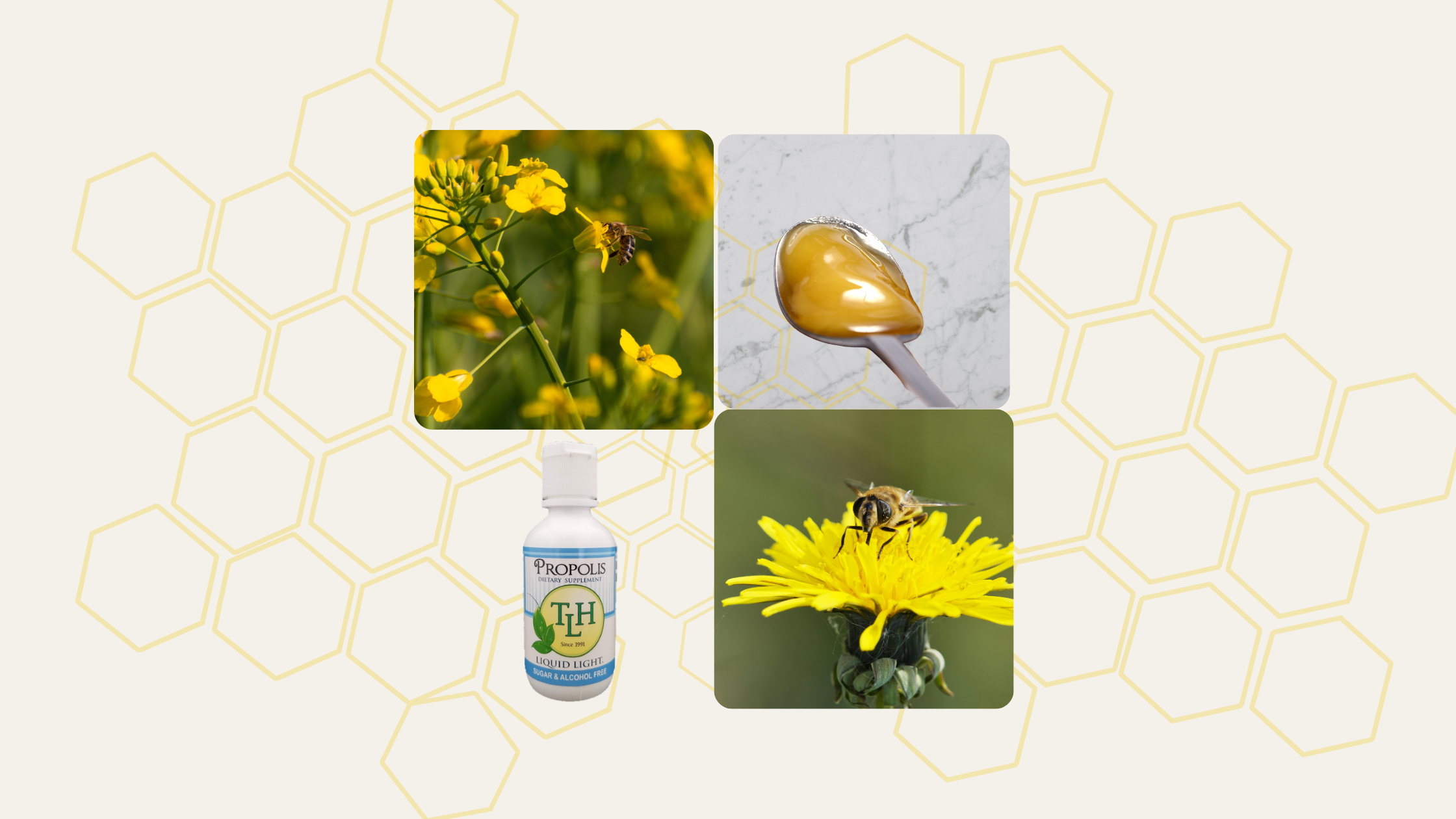 feb-2025-propolis-blog-banner-.png