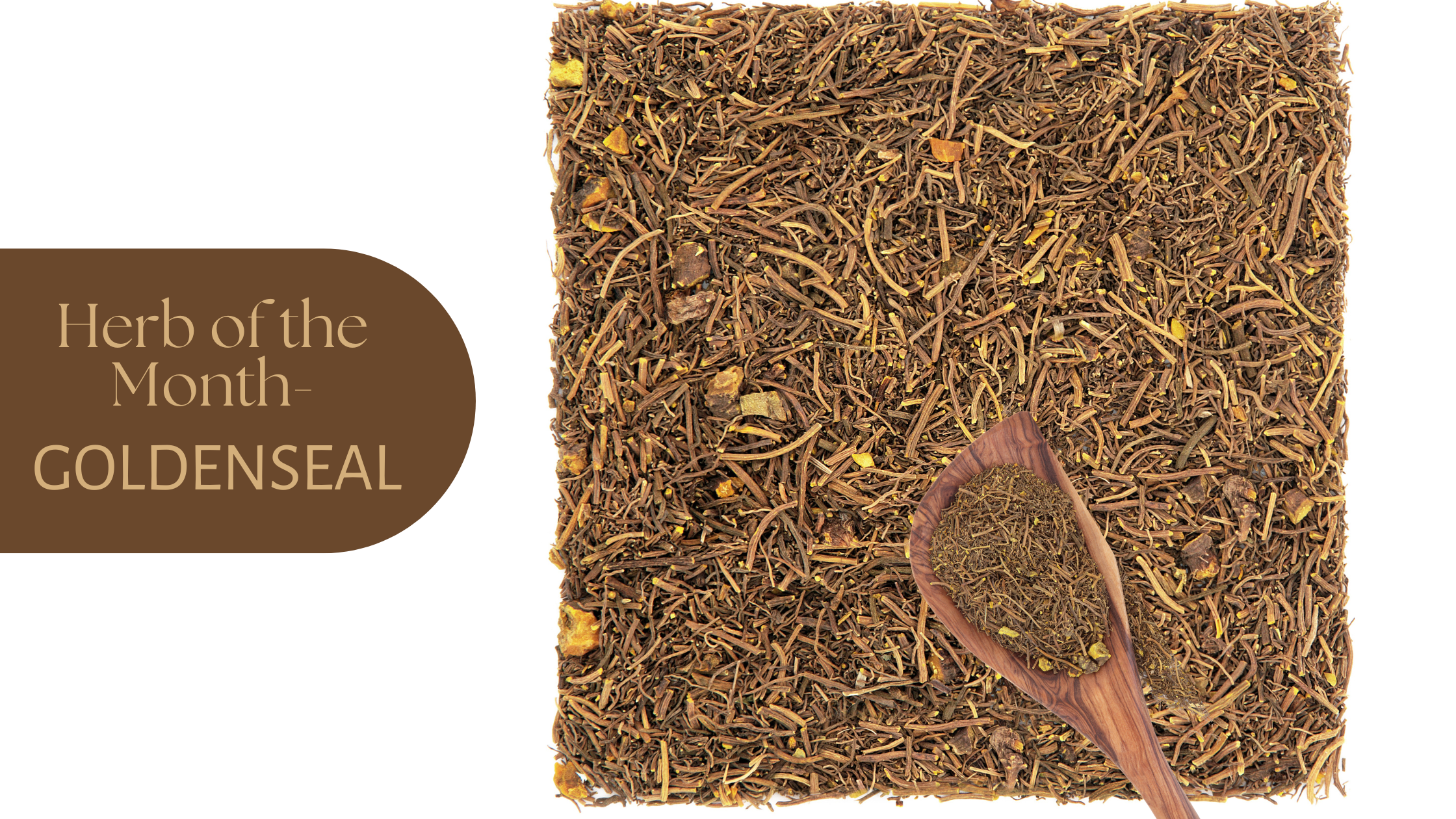 Goldenseal root with the words "Herb of the Month: goldenseal"