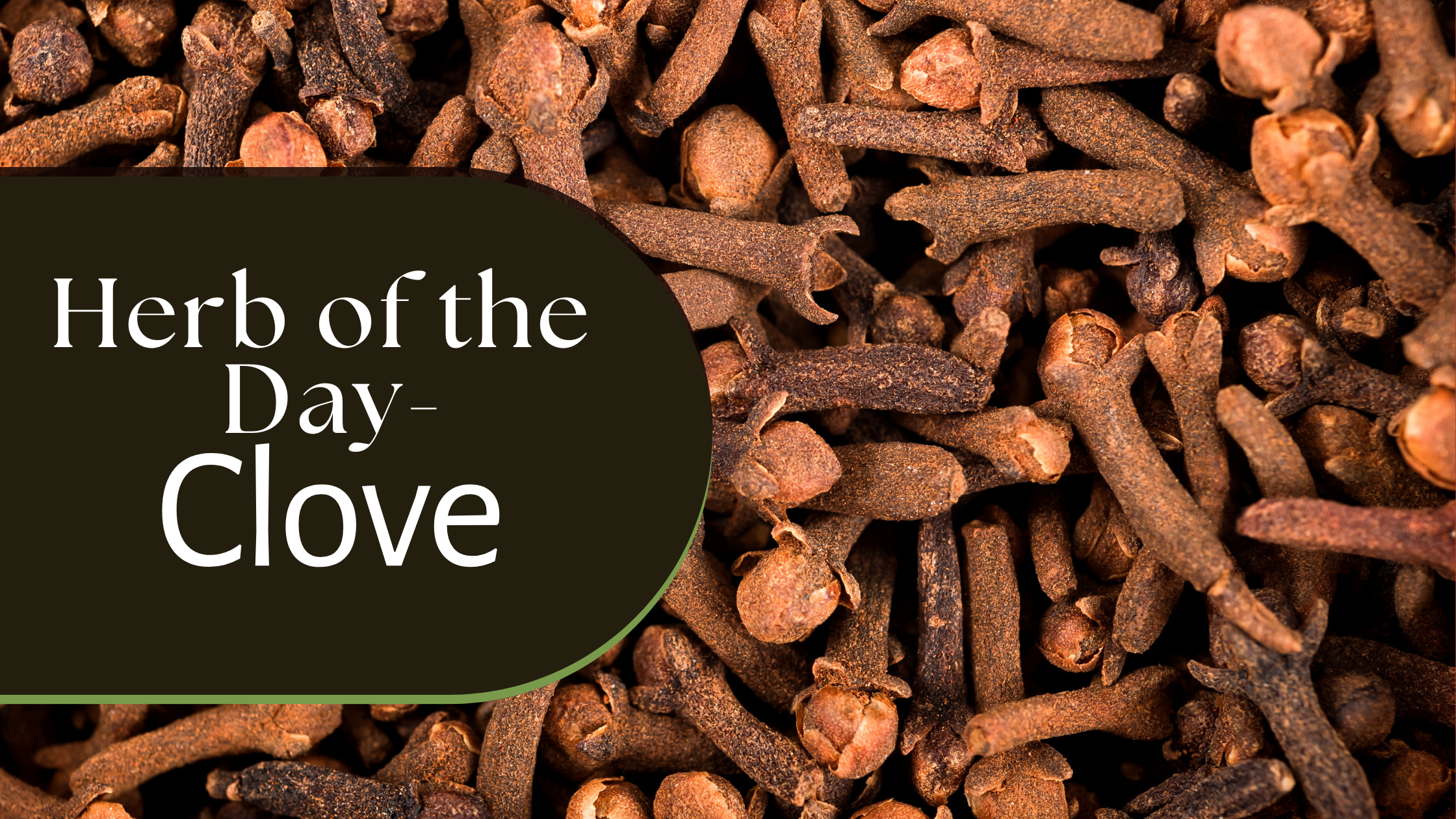 Herb of the Day: Cloves with a background of cloves for the herbal uses of cloves