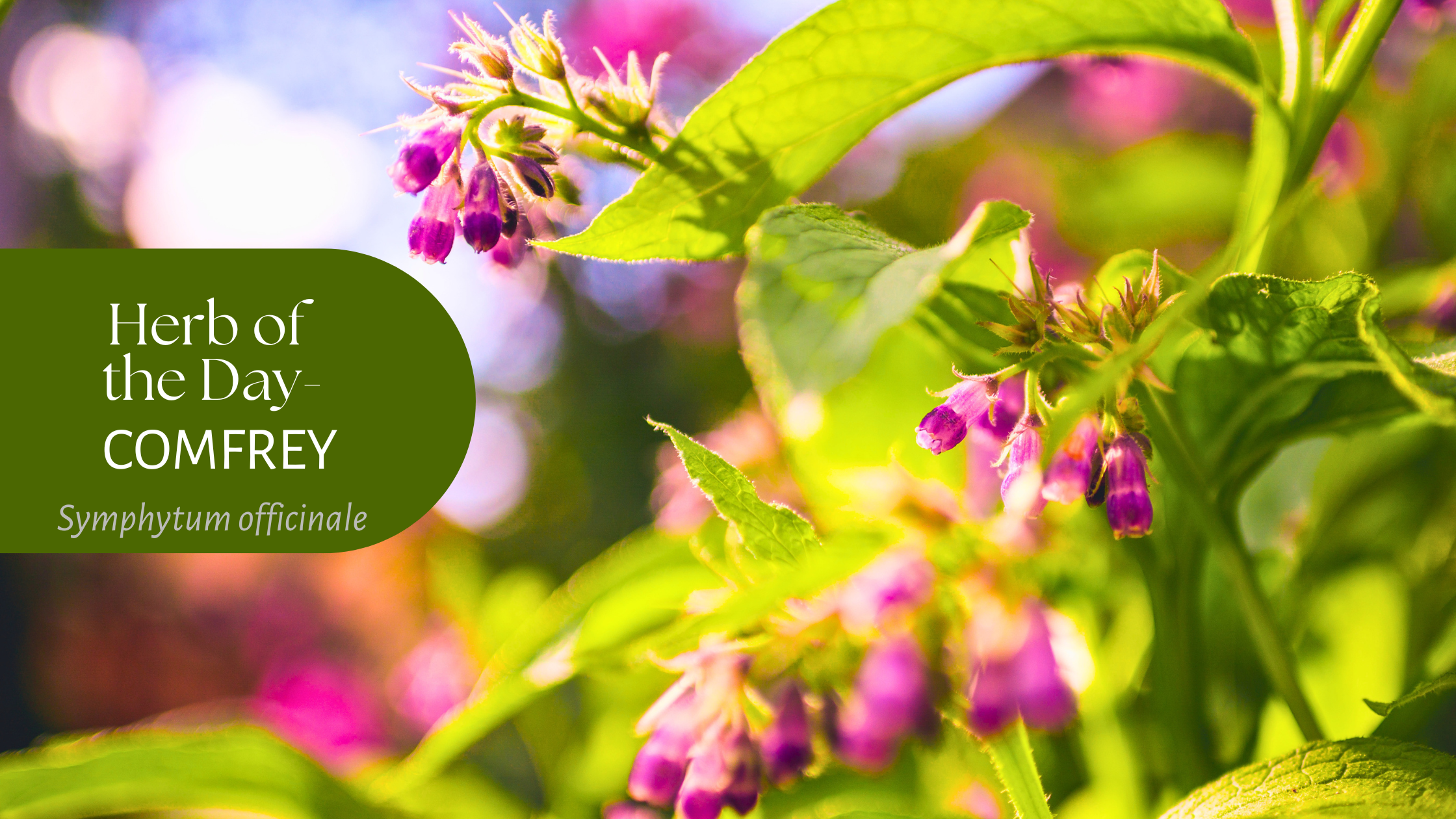 Comfrey herb, an addition to our Soothing Salve and a natural first aid ingredient.