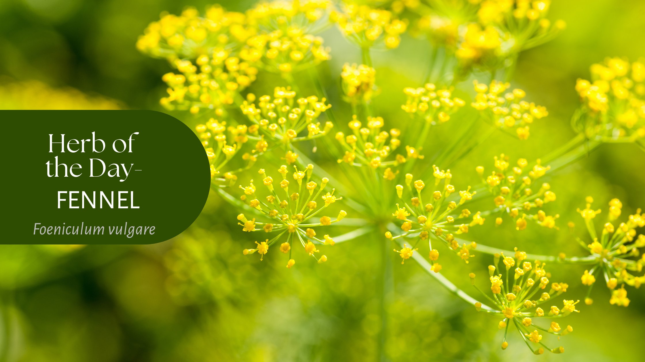 Field of fennel with the words- Herb of the day: Fennel