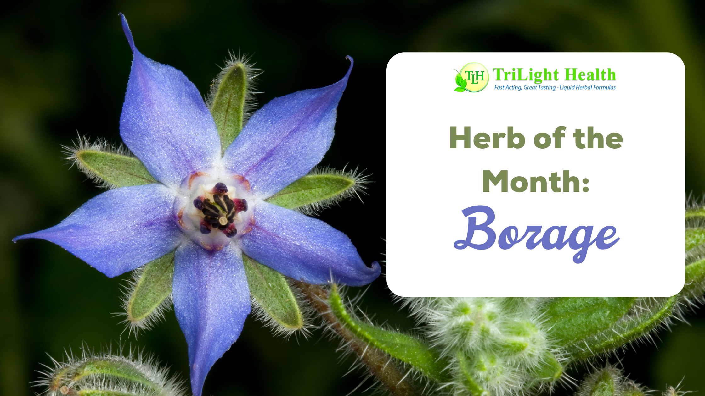 https://trilighthealth.com/product_images/uploaded_images/hotm-borage.png