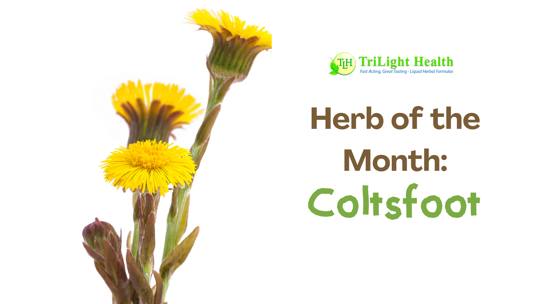 Herb of the Month: Coltsfoot
