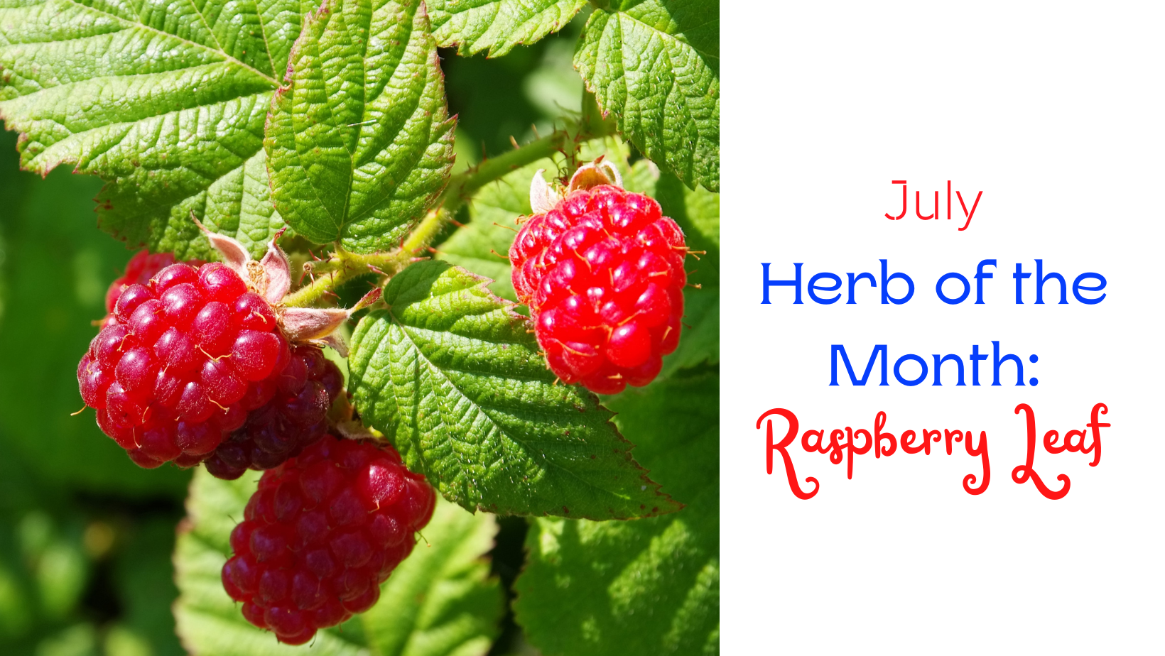 July Herb of the Month: Raspberry Leaf