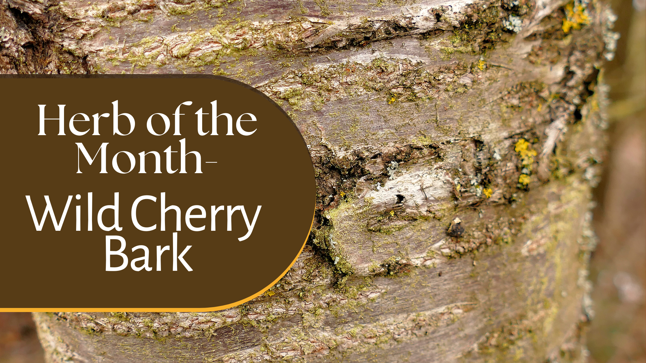 Herb of the Month: Wild Cherry with a background of wild cherry bark and information about wild cherry bark herb