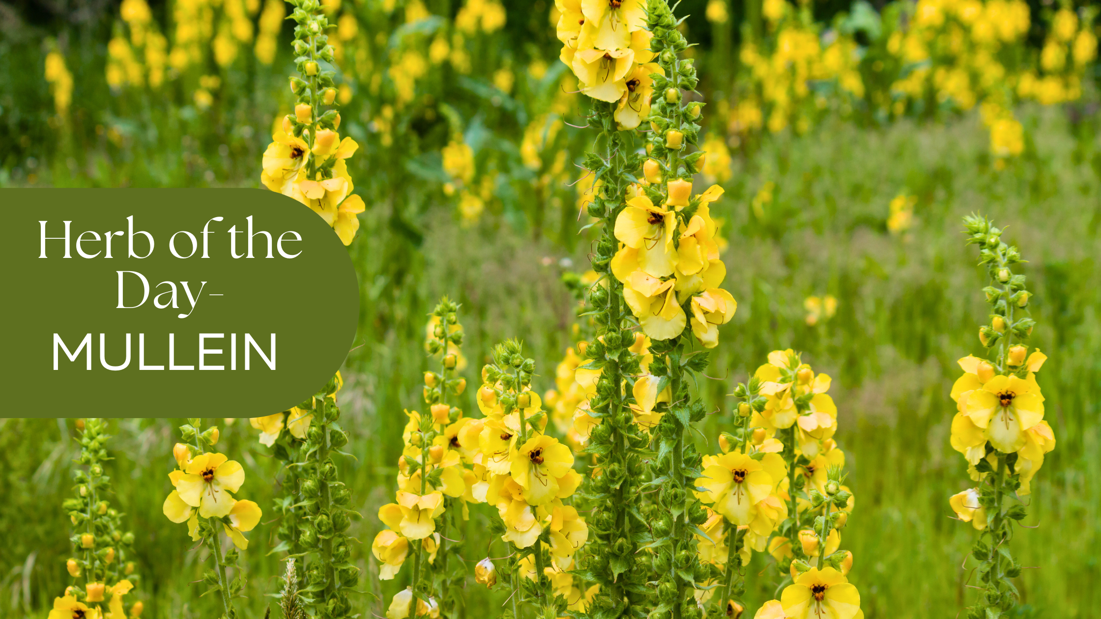 Field of Mullein flowers with the text "Herb of the Day: Mullein" 