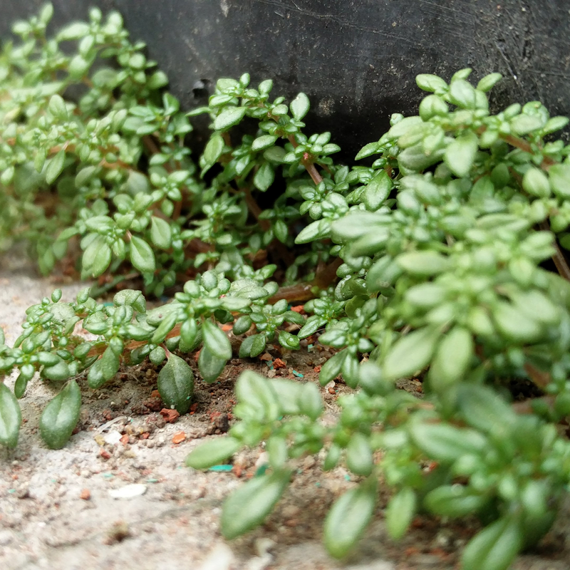 herbs growing in the garden